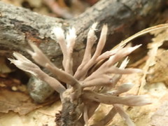 Thelephora anthocephala