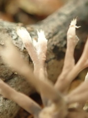 Thelephora anthocephala