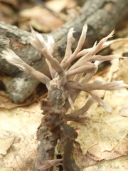 Thelephora anthocephala