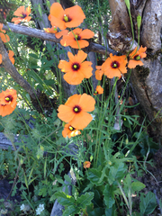 Papaver heterophyllum