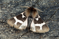 Watsonarctia deserta