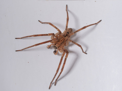 Zoropsis spinimana