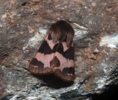 Watsonarctia deserta