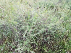 Spiraea aquilegifolia