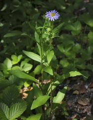 Symphyotrichum × salignum