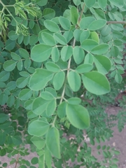 Moringa
