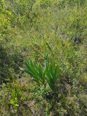 Iris dichotoma