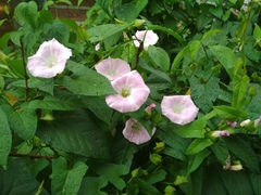 Calystegia sepium spectabilis