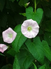 Calystegia sepium spectabilis