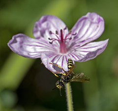Eucerceris flavocincta