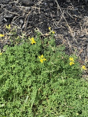 Lotus corniculatus