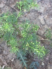 Cyclospermum