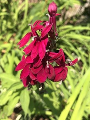 Lobelia × speciosa