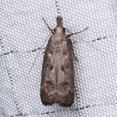 Dichomeris inversella