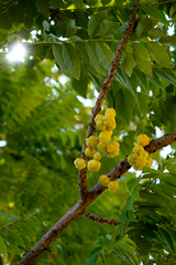 Phyllanthus acidus