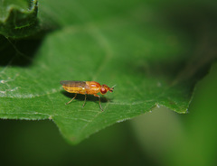 Ectecephala
