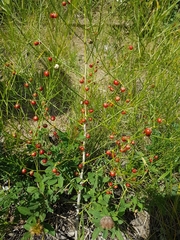 Asparagus dauricus