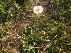Taraxacum bessarabicum