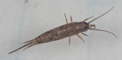 Pedetontus submutans