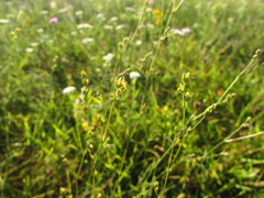 Bupleurum tenuissimum