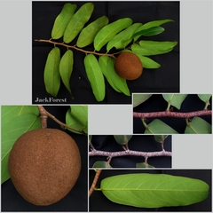 Hydnocarpus castaneus