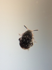 Bruchidius lividimanus