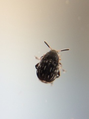 Bruchidius lividimanus