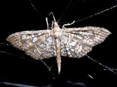 Nausinoe geometralis