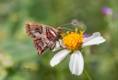 Anteros carausius carausius