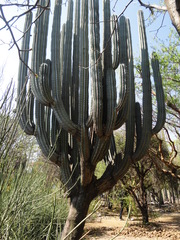 Pachycereus