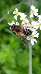 Eristalis pertinax