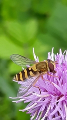 Syrphus ribesii