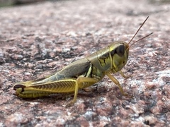 Phoetaliotes nebrascensis