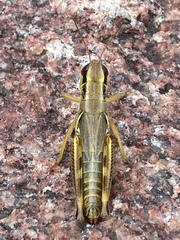 Phoetaliotes nebrascensis