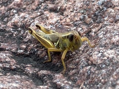 Phoetaliotes nebrascensis