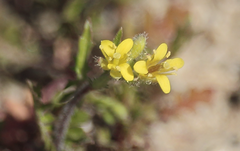 Tropidocarpum lanatum