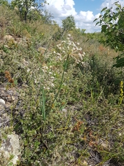 Allium anisopodium
