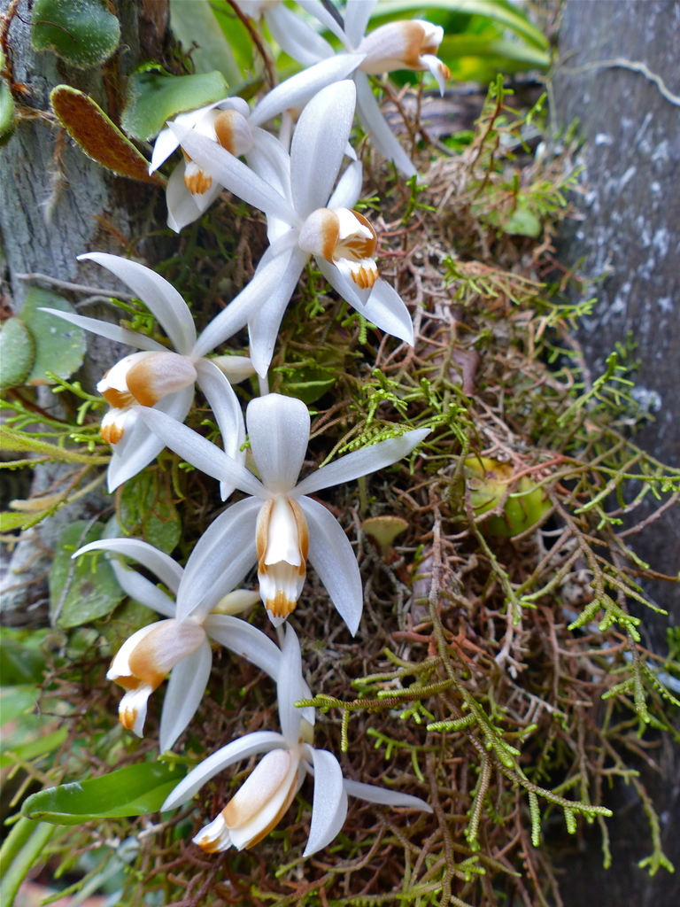 Coelogyne swaniana