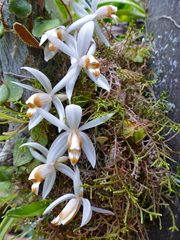Coelogyne swaniana, photograph (c) Bernard DUPONT, some rights reserved (CC BY)