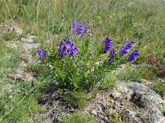 Scutellaria baicalensis