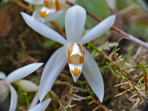 Coelogyne swaniana, photograph 2