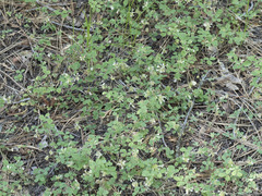 Trifolium breweri