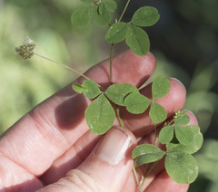 Trifolium breweri