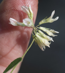 Trifolium breweri