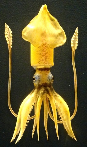 Representative image of Todarodes