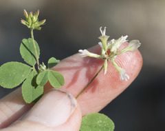 Trifolium breweri