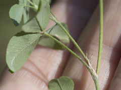 Trifolium breweri