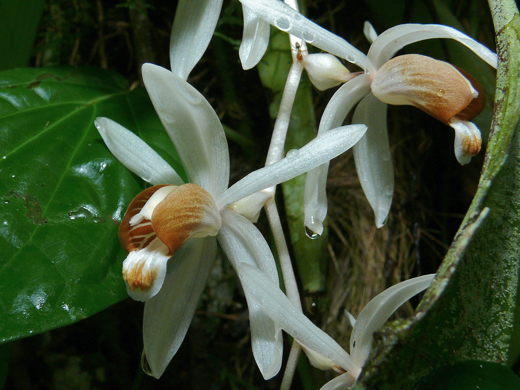 Coelogyne swaniana Rolfe 2