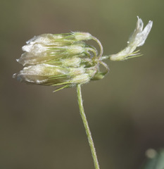 Trifolium breweri