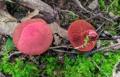 Cortinarius sanguineus